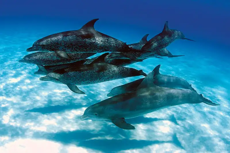 8 Horrifying Dolphin Facts